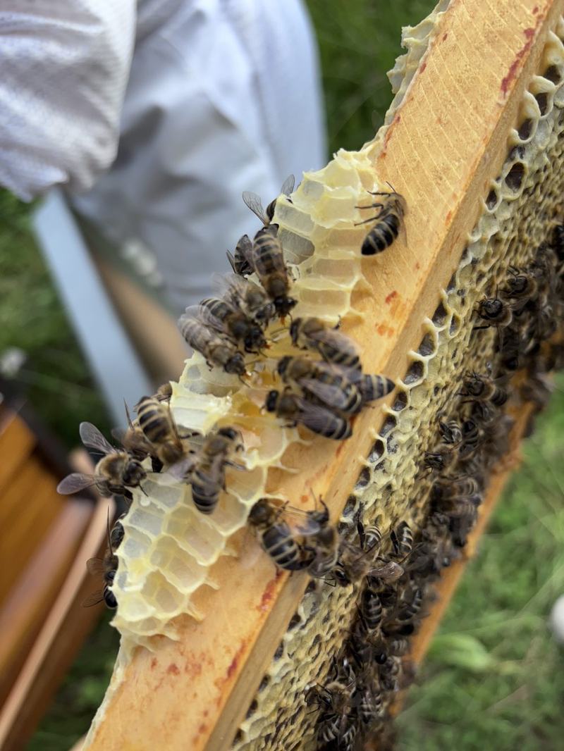 Bienen auf einer frisch gebauten Honigwabe